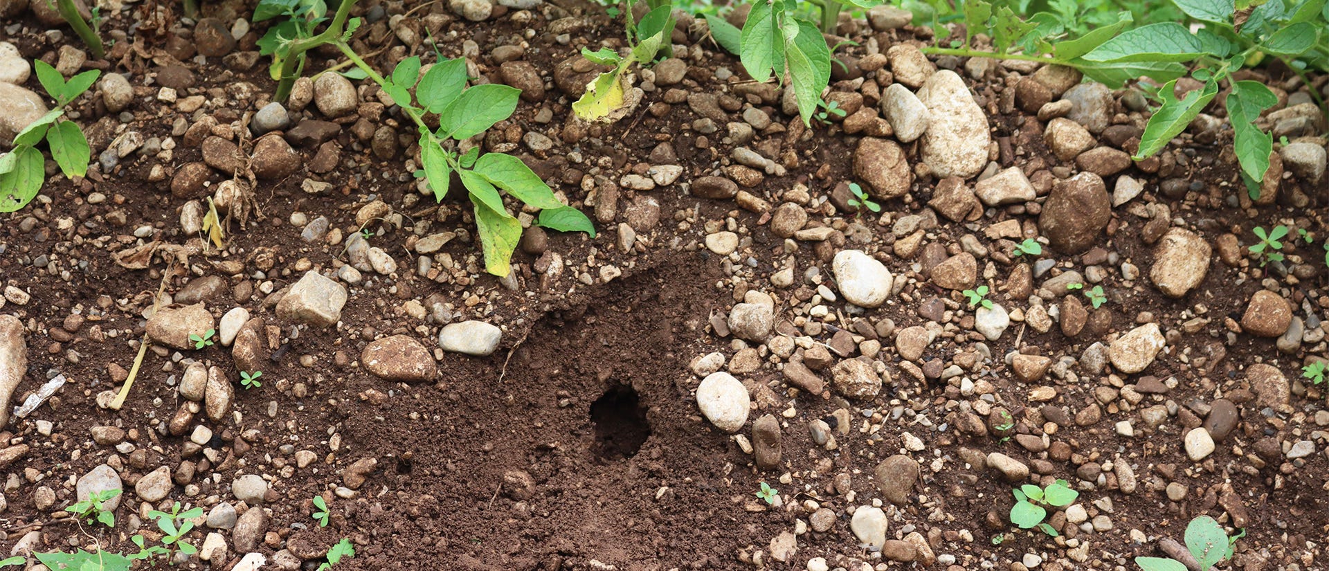 Mouse shop with holes