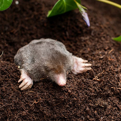 Durable Trap for Moles