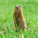 Gopher