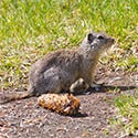 Ground Squirrels