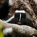 Skunks