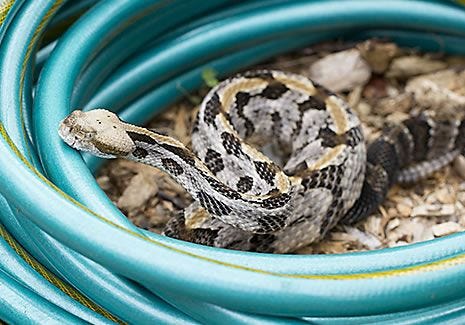 Snake Removal! & Testing Snake Repellant 