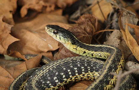 Snake in between dry leaves