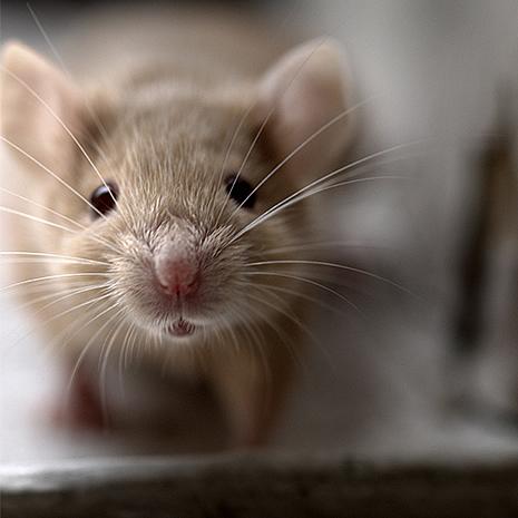 Reduce Exposure to Mice
