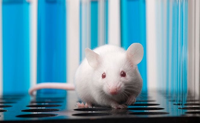 Laboratory mouse allergy research