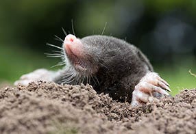 How to Identify Moles and Gophers