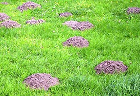 Keep Your Yard Free of Unsightly Molehills