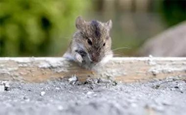 How to remove vermin from your chiminey