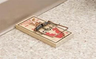 7 mouse trap mistakes you're making