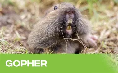 Gopher