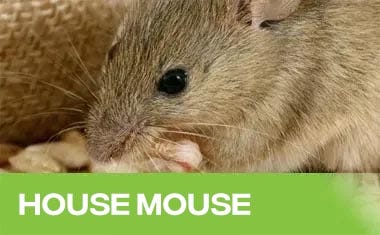 House Mouse