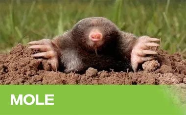 Mole