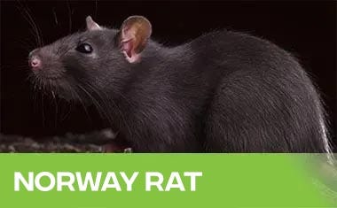 Norway Rat