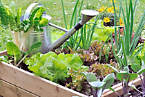 A raised garden bed