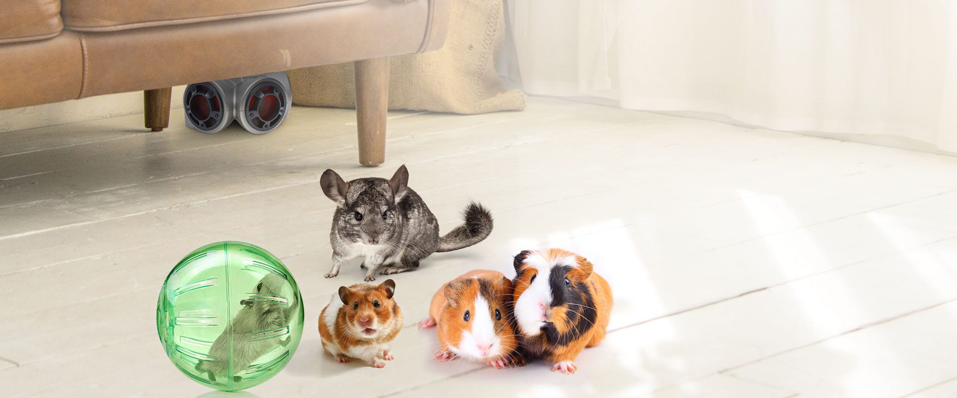 A mouse, guinea pigs, and other animals distressed from the sound made by the Pestchaser