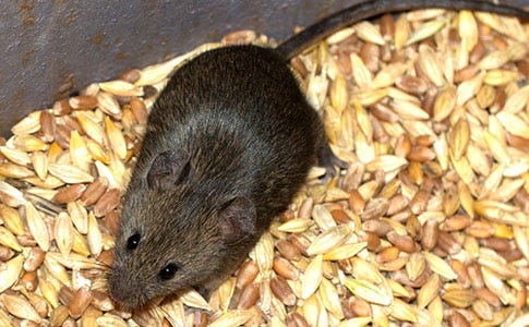 What Food Sources Attract Rodents?