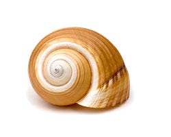 Snail Shells