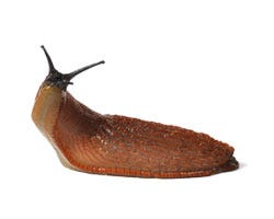 Snails