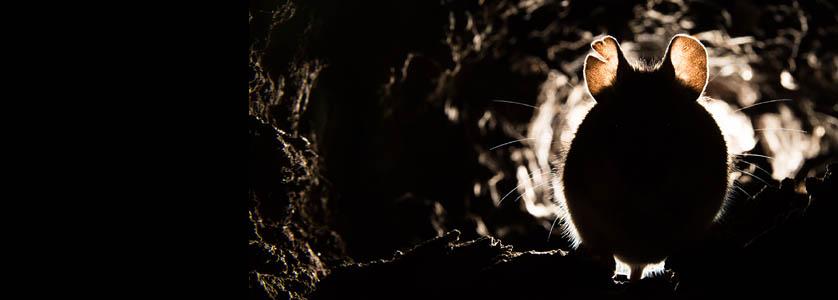 Rodent Dangers