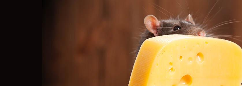 Rodent Myths