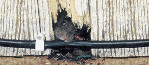 A wall and wire gnawed by a rat