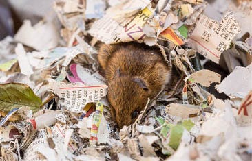 A mouse nest in shredded paper