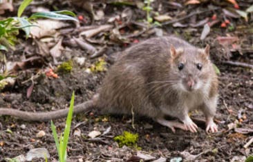 Norway Rat burrow in the ground