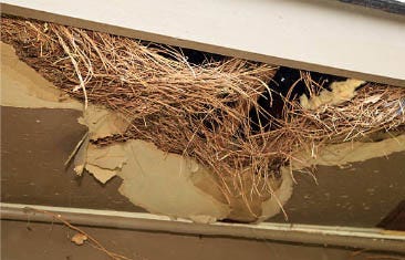 A rat nest in a ceiling