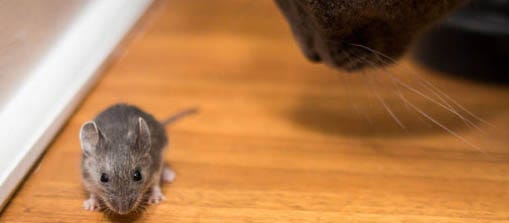 A mouse being stalked by a cat