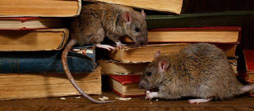 Mice climbing and chewing on books