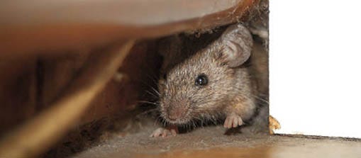 A rodent runway behind a wall