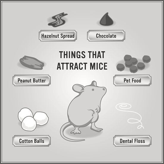 how to keep mice out of your house