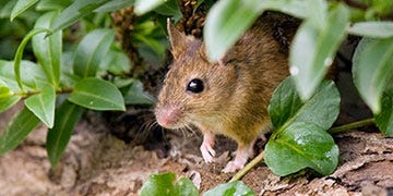 Deer Mouse Habitat