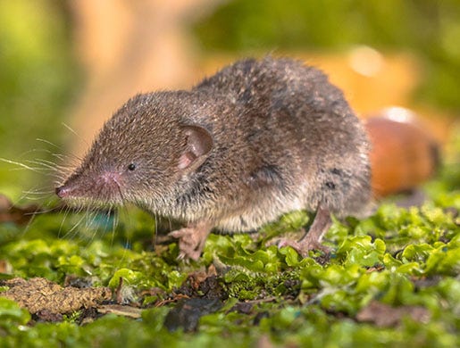 Shrew