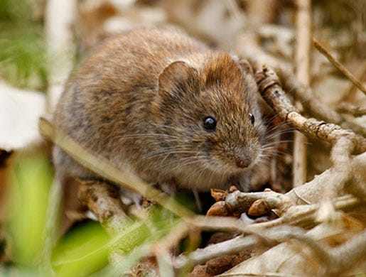 Vole
