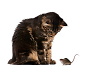 Rodent Dangers