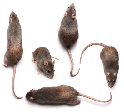 A group of five mice