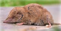 Mole