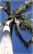 Palm Tree