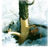 Bark stripped from the base of a shrub