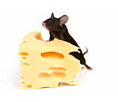 Rodent Dangers