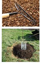 Eliminate ground cover and minimize mulch