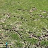 Vole runways across a lawn