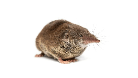 shrew