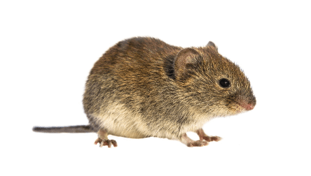 Vole