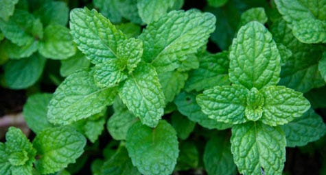 Peppermint leaves